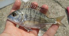 Acanthopagrus schlegelii