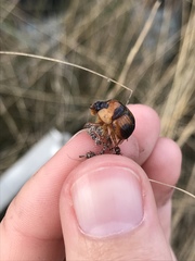 Bolbocerosoma hamatum