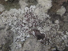 Lecanora pseudistera