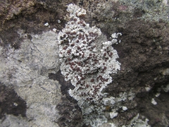 Lecanora pseudistera