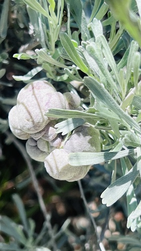 Unknown species found near San Bernardino National Forest, Mountain Center, CA, US