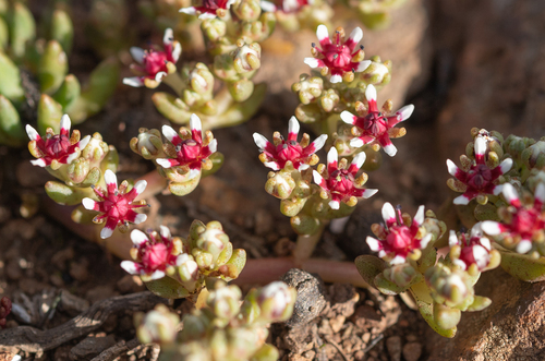 Crassula peploides