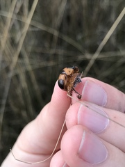 Bolbocerosoma hamatum