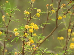 Vachellia schaffneri bravoensis