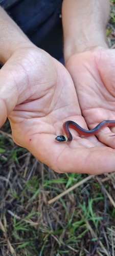 Two-colored Mussurana