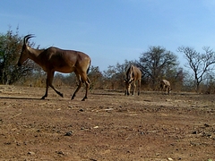 Alcelaphus buselaphus major