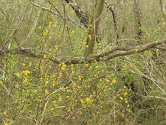 Vachellia schaffneri bravoensis
