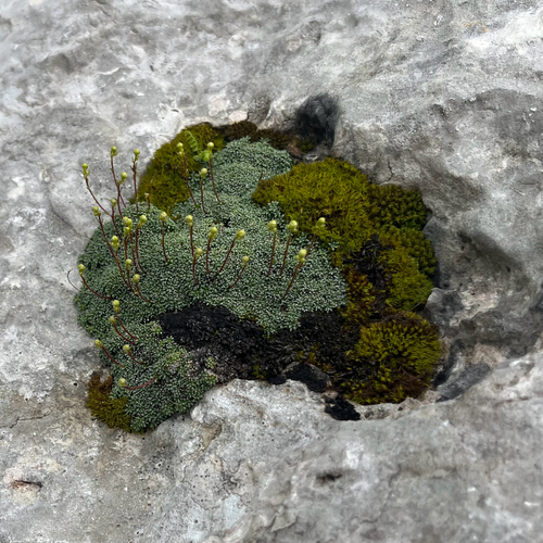 Dolomites saxifrage (Saxifraga squarrosa)