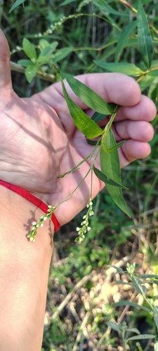 Two-colored Mussurana