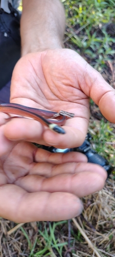 Two-colored Mussurana