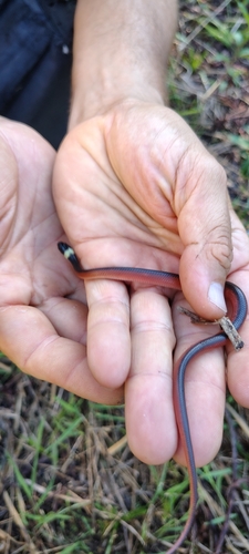 Two-colored Mussurana