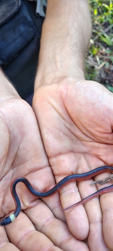 Two-colored Mussurana