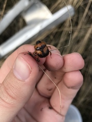 Bolbocerosoma hamatum