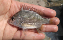 Acanthopagrus pacificus