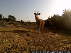 Tragelaphus scriptus