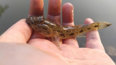 Glossogobius olivaceus