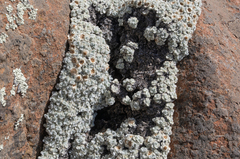Helichrysum pagophilum, photograph (c) Morten Ross, some rights reserved (CC BY)