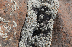 Helichrysum pagophilum, photograph (c) Morten Ross, some rights reserved (CC BY)