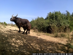 Syncerus caffer brachyceros