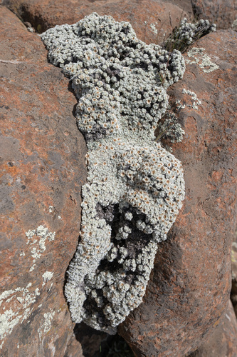 Helichrysum pagophilum, photograph 4