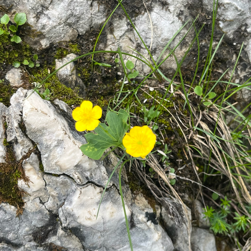 Hybrid buttercup (Ranunculus hybridus)