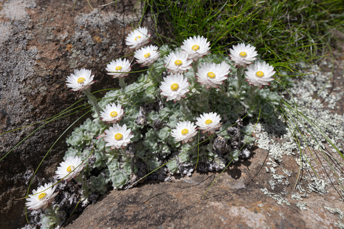 Helichrysum milfordiae, photograph 2