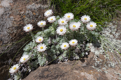 Helichrysum milfordiae, photograph (c) Morten Ross, some rights reserved (CC BY)