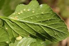 Puccinia smyrnii