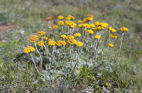 Helichrysum flanaganii, photograph 3