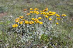 Helichrysum flanaganii, photograph (c) Morten Ross, some rights reserved (CC BY)
