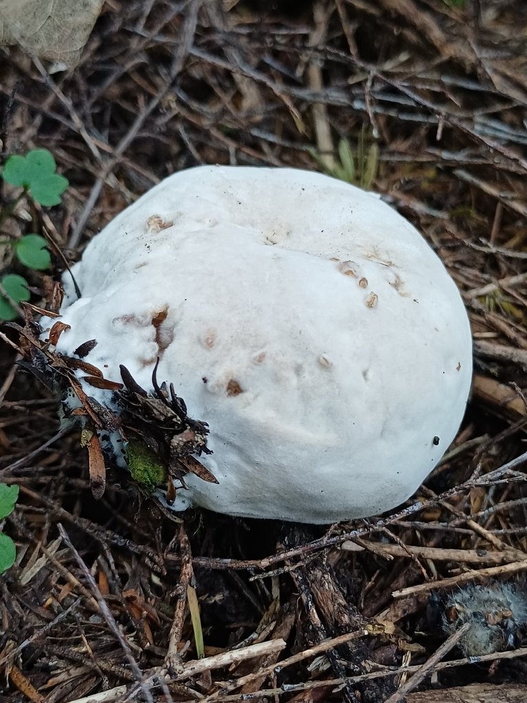 Boletus semigastroideus · March 2026 · photo: © steviakiwi23 (iNaturalist, cc0)