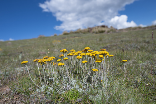 Helichrysum flanaganii, photograph 4