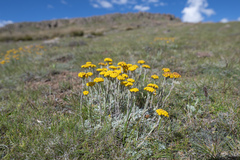 Helichrysum flanaganii, photograph (c) Morten Ross, some rights reserved (CC BY)