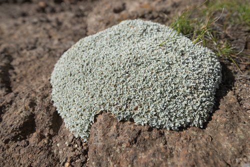 Helichrysum pagophilum