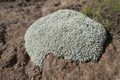 Helichrysum pagophilum