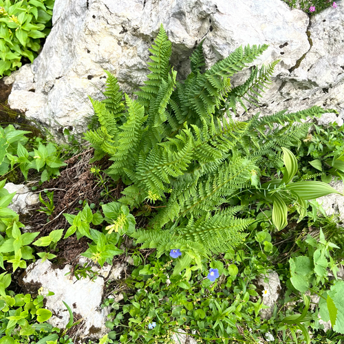 Rigid buckler fern (Dryopteris villarii)