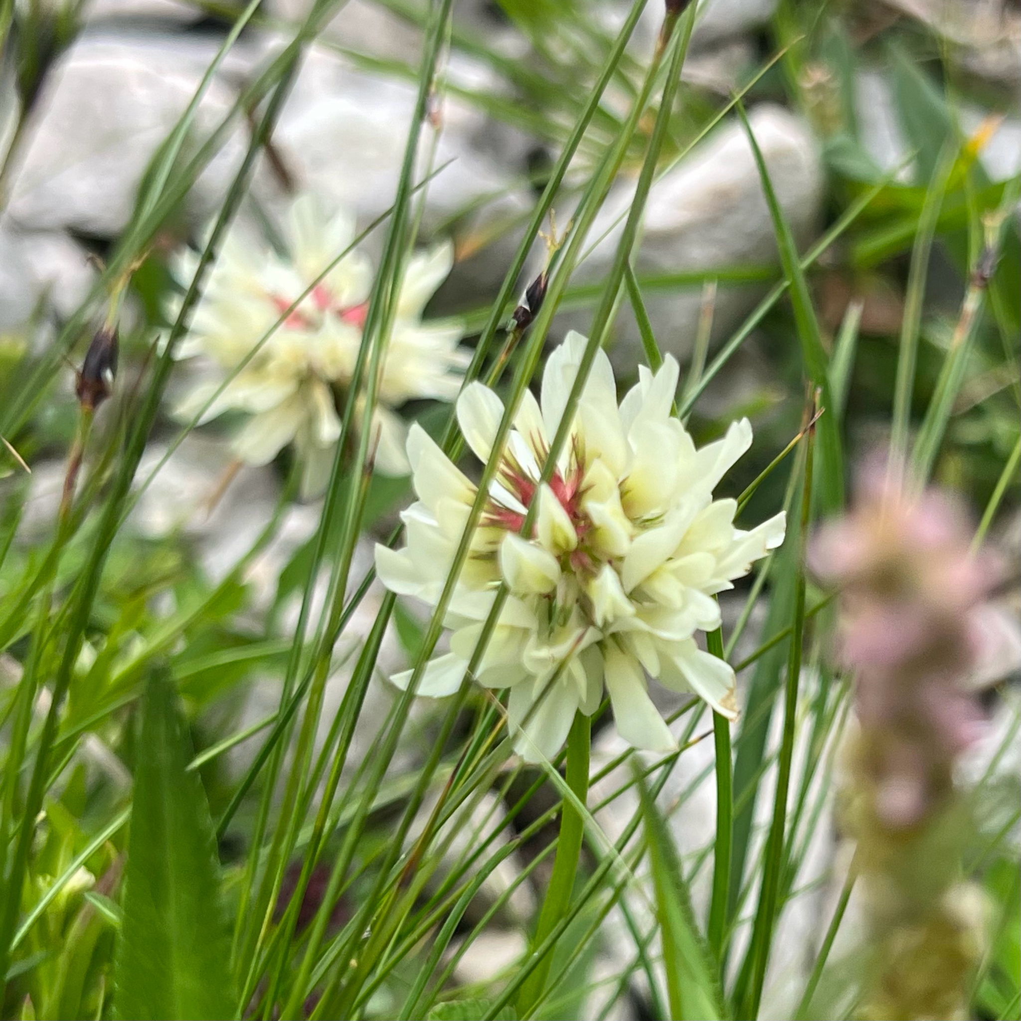 Fading Clover (Trifolium pallescens)