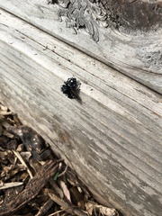 Phidippus audax