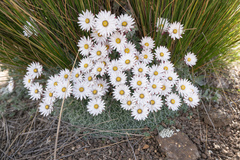 Helichrysum milfordiae