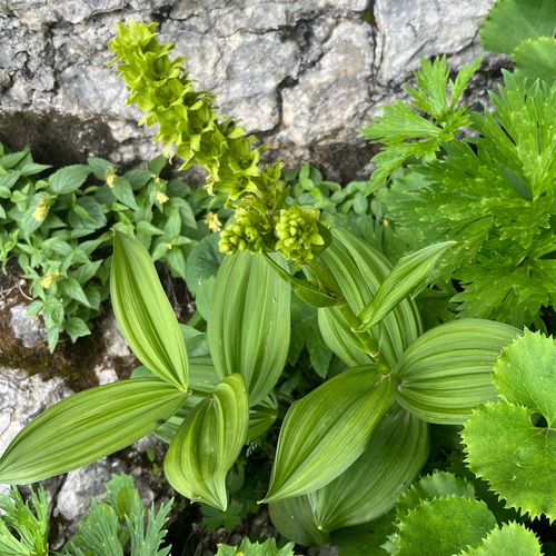 White Hellebore (Veratrum lobelianum)