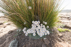 Helichrysum milfordiae, photograph (c) Morten Ross, some rights reserved (CC BY)