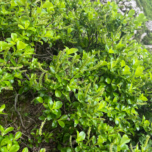 Alpine willow (Salix glabra)
