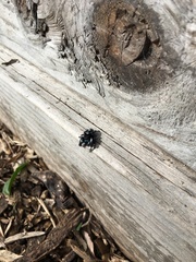 Phidippus audax