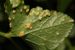 Puccinia smyrnii