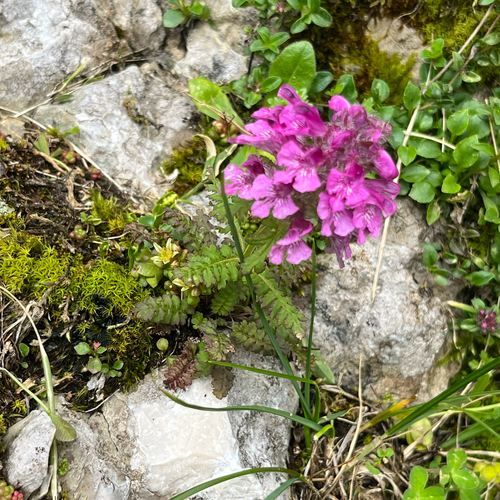 Whorled Lousewort (Pedicularis verticillata)