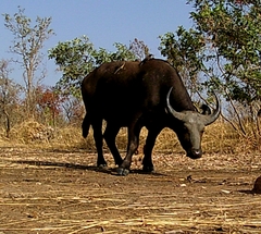 Syncerus caffer brachyceros