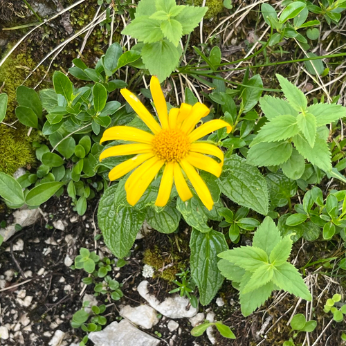 Large-leaved leopard's bane (Doronicum grandiflorum)