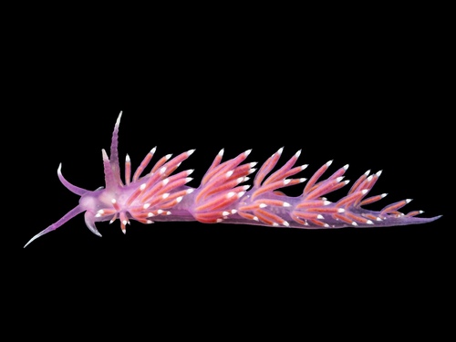 Pink Coryphella