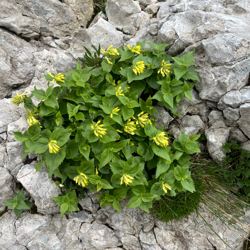 Yellow Paederota (Paederota lutea)