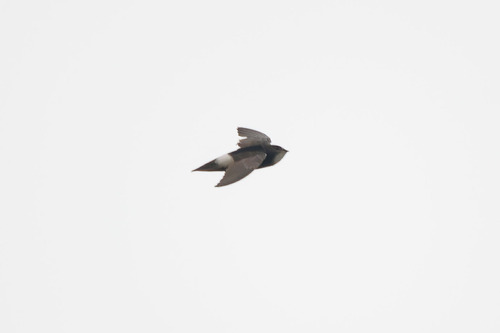 Little Swift (Apus affinis), photo 3
